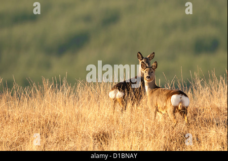 Two Roe Deer doe's stand on top of a hill in Scotland. Stock Photo