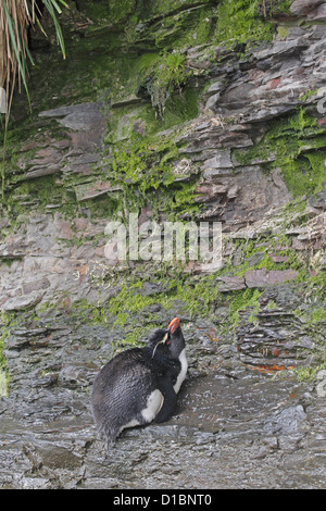 Rockhopper penguin under the shower at the Rookery Saunders Island Stock Photo