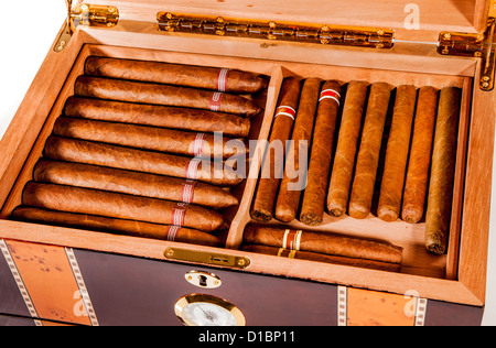 Some cigars lay in humidor Stock Photo