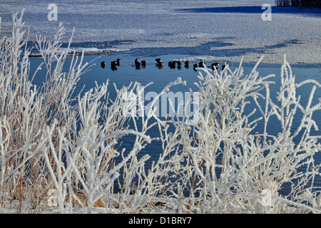 Winter frosts around a duck pond, Bosque del Apache NWR, New Mexico, USA Stock Photo