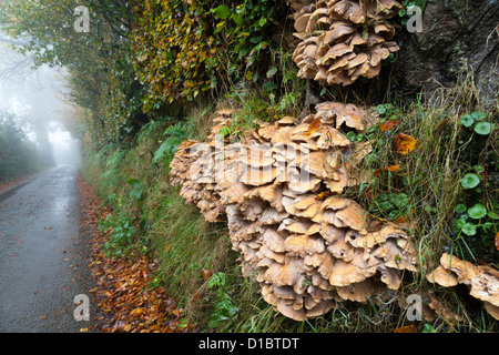 Meripilus giganteus, the Giant Polypore fungus, growing on the roots of a beech tree in autumn in an Exmoor lane, Somerset, UK Stock Photo