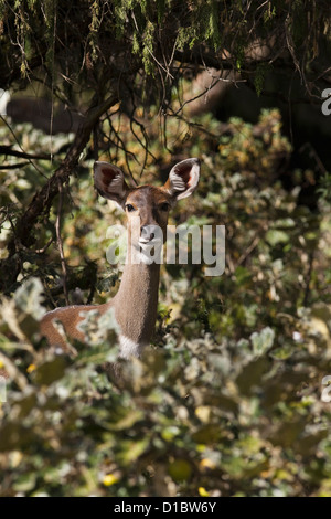 Mountain Nyala (Tragelaphus buxtoni) in Africa, Eastern Africa, Oromia, Bale Mountains National Park Stock Photo