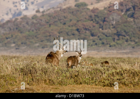 Pair of Mountain Nyala (Tragelaphus buxtoni) in Bale Mountains National Park. An endangered antelope endemic to Ethiopia. Stock Photo