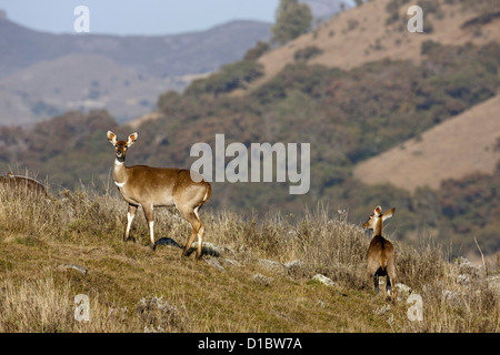 Mountain Nyala (Tragelaphus buxtoni) in Africa, Eastern Africa, Oromia, Bale Mountains National Park Stock Photo