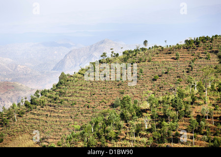 Dry farming on terraces in the territory of the Konso, Rift valley. Sorghum (millet) cassava (manioc), sunflowers and soybeans Stock Photo