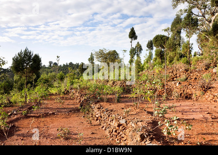 Dry farming on terraces in the territory of the Konso, Rift valley. Sorghum (millet) cassava (manioc), sunflowers and soybeans Stock Photo