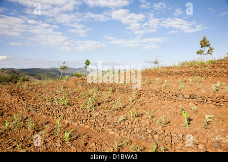 Dry farming on terraces in the territory of the Konso, Rift valley. Sorghum (millet) cassava (manioc), sunflowers and soybeans Stock Photo