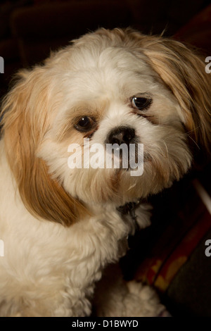 "Teddy," a Lhasa Apso dog wants to be held. Stock Photo