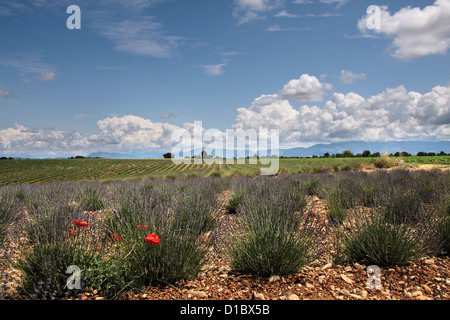 Lavender field in Provence in southern France in the Puimoisson Stock Photo