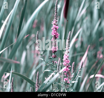 Summer background with wild blue flowers in a meadow Stock Photo - Alamy