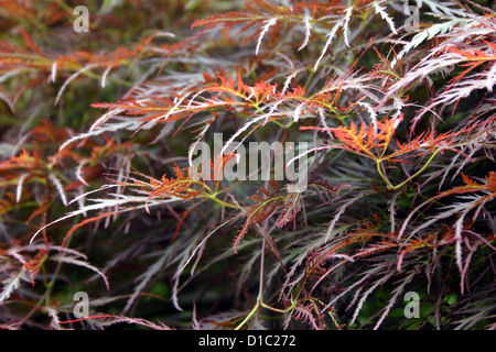 Japanese maple, lace leaf in red, brown, bronze, fall colors Stock Photo