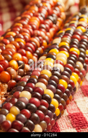 Indian Corn or Dried Corn Stock Photo