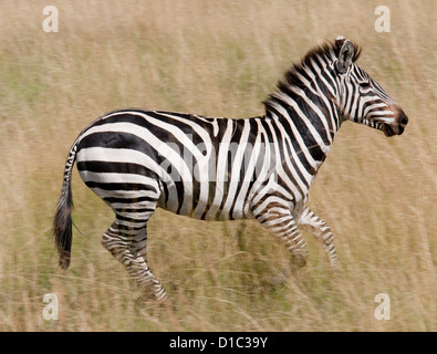 Burchell's Zebra running in plains Stock Photo