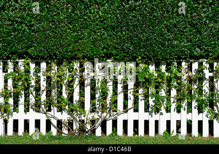 White picket fence, New England, USA Stock Photo