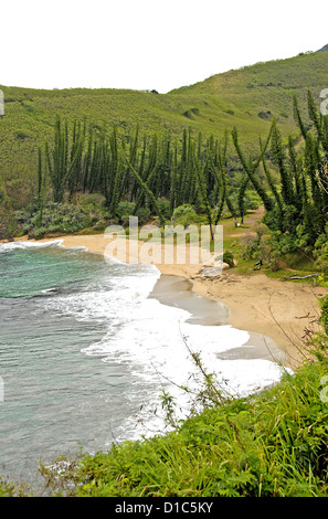 beach, Tortoses bay, New Caledonia France Stock Photo