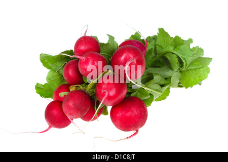 bunch of radishes photo on the white background Stock Photo