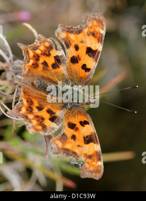 Comma Butterfly ( Polygonia c-album) macro image, showing the typical wings with ragged edges Stock Photo