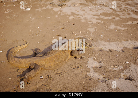 Komodo Dragon on the beach of Rincah in Horse Shoe Bay. Not in the ranger station, this lizard are very wild! Stock Photo