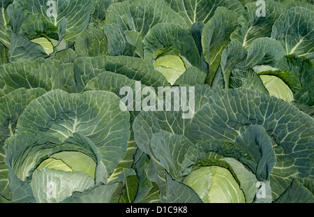 Cabbage rows in cultivation plot Stock Photo - Alamy