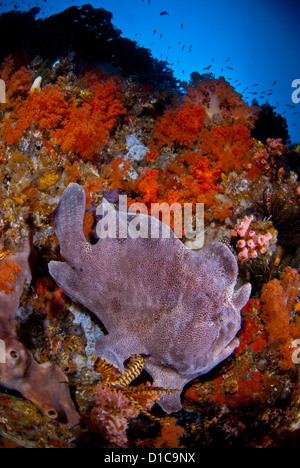 A very healthy coral reef with its coral fish. The water is very clear and nice and blue. A giant frogfish seats in the reef Stock Photo