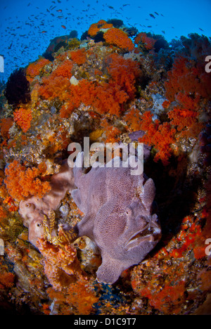 A very healthy coral reef with its coral fish. The water is very clear and nice and blue. A giant frogfish seats in the reef Stock Photo