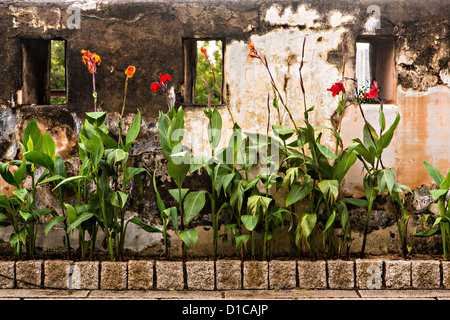 Canna flowers growing in Fortaleza do Monte or Monte Forte Macau.
