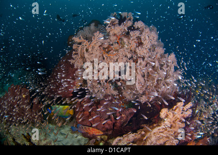 A very healthy coral reef with its coral fish. Theentire coral block is covered in glassfish. Komodo National Park, Indonesia Stock Photo