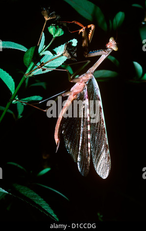 Madagascan Marbled Mantis/ Praying mantis (Polyspilota aeruginosa: Mantidae) male raising wings in defensive display Madagascar Stock Photo