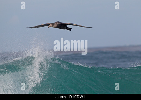 Juvenile Southern Giant Petrel flying over large wave Sea Lion Island Stock Photo