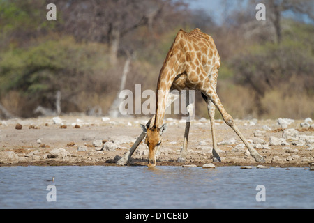 Giraffe drinking at Klein Namutoni waterhole in Etosha National Park, Namibia