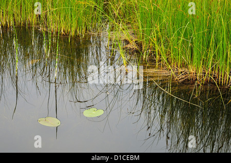 Green marsh grass growing in a water filled landscape. Stock Photo