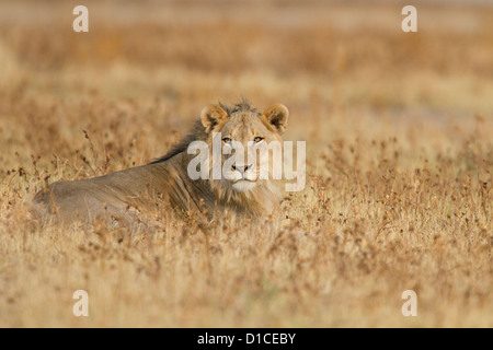 Young male lion in Etosha National Park in Namibia Stock Photo