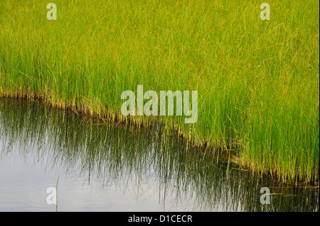 Green marsh grass growing in a water filled landscape. Stock Photo