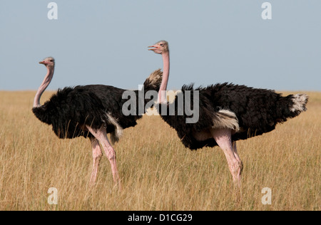 Two male Common Ostriches standing together Stock Photo