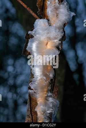 frost flower- Hair ice on alder twig Stock Photo