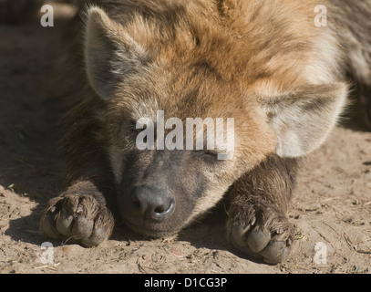 Young Spotted hyena lying down, sleeping-close up Stock Photo