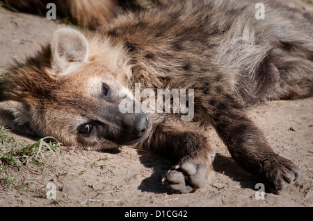 Young Spotted hyena lying down Stock Photo