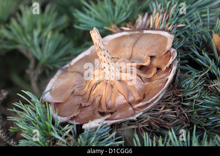 De-seeded Cedar of Lebanon (cedrus libani) cone Stock Photo