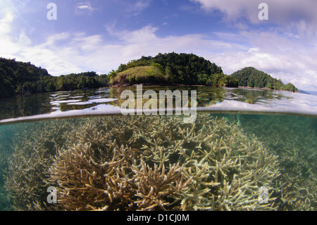 Reflection of a hard coral garden with a variety of different hard corals including table, branching, cabbage and staghorn Stock Photo