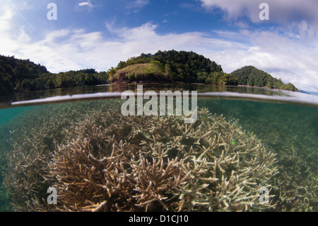 Reflection of a hard coral garden with a variety of different hard corals including table, branching, cabbage and staghorn Stock Photo
