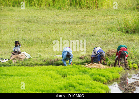 Indian women picking out new rice plant seedlings in preparation for planting a new paddy field. Andhra Pradesh. India Stock Photo