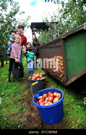 Cider making at Broome Farm near Ross-on-Wye UK where there is free camping and tasting to volunteer apple pickers Stock Photo