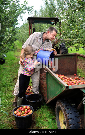 Cider making at Broome Farm near Ross-on-Wye UK where there is free camping and tasting to volunteer apple pickers Stock Photo