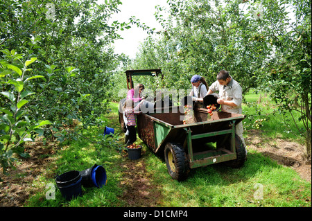 Cider making at Broome Farm near Ross-on-Wye UK where there is free camping and tasting to volunteer apple pickers Stock Photo