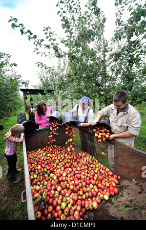 Cider making at Broome Farm near Ross-on-Wye UK where there is free camping and tasting to volunteer apple pickers Stock Photo