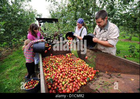 Cider making at Broome Farm near Ross-on-Wye UK where there is free camping and tasting to volunteer apple pickers Stock Photo