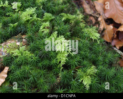 Common tamarisk moos hair moss and beech leaves in a forest Stock Photo