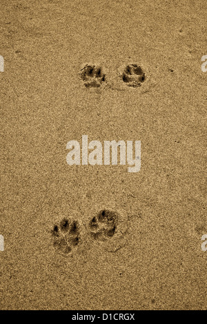 Dog Paw Prints In Sand Stock Photo