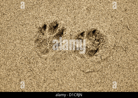 Dog Paw Prints In Sand Stock Photo