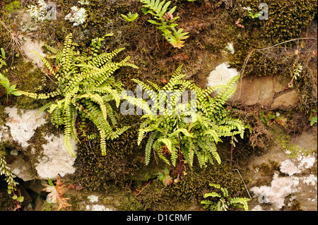 Maidenhair spleenwort (Asplenium trichomanes) and other ferns, mosses and lichens growing on a damp stone wall. Libardon, Colunga, Asturias, Spain. Stock Photo